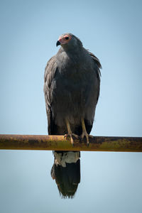 African harrier-hawk on railing facing left