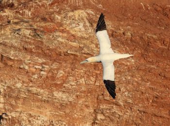 Close-up of bird flying