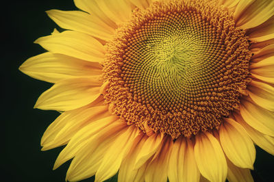 Close-up of sunflower