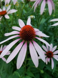 Close-up of coneflower blooming outdoors