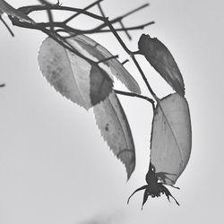 Low angle view of butterfly on plant against sky