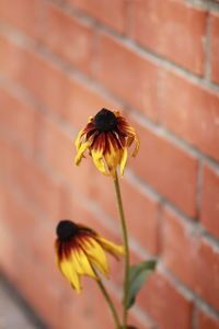 Close-up of yellow flower on wall