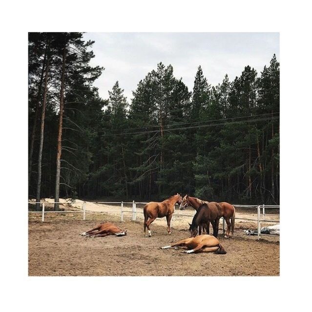 HORSES STANDING IN RANCH