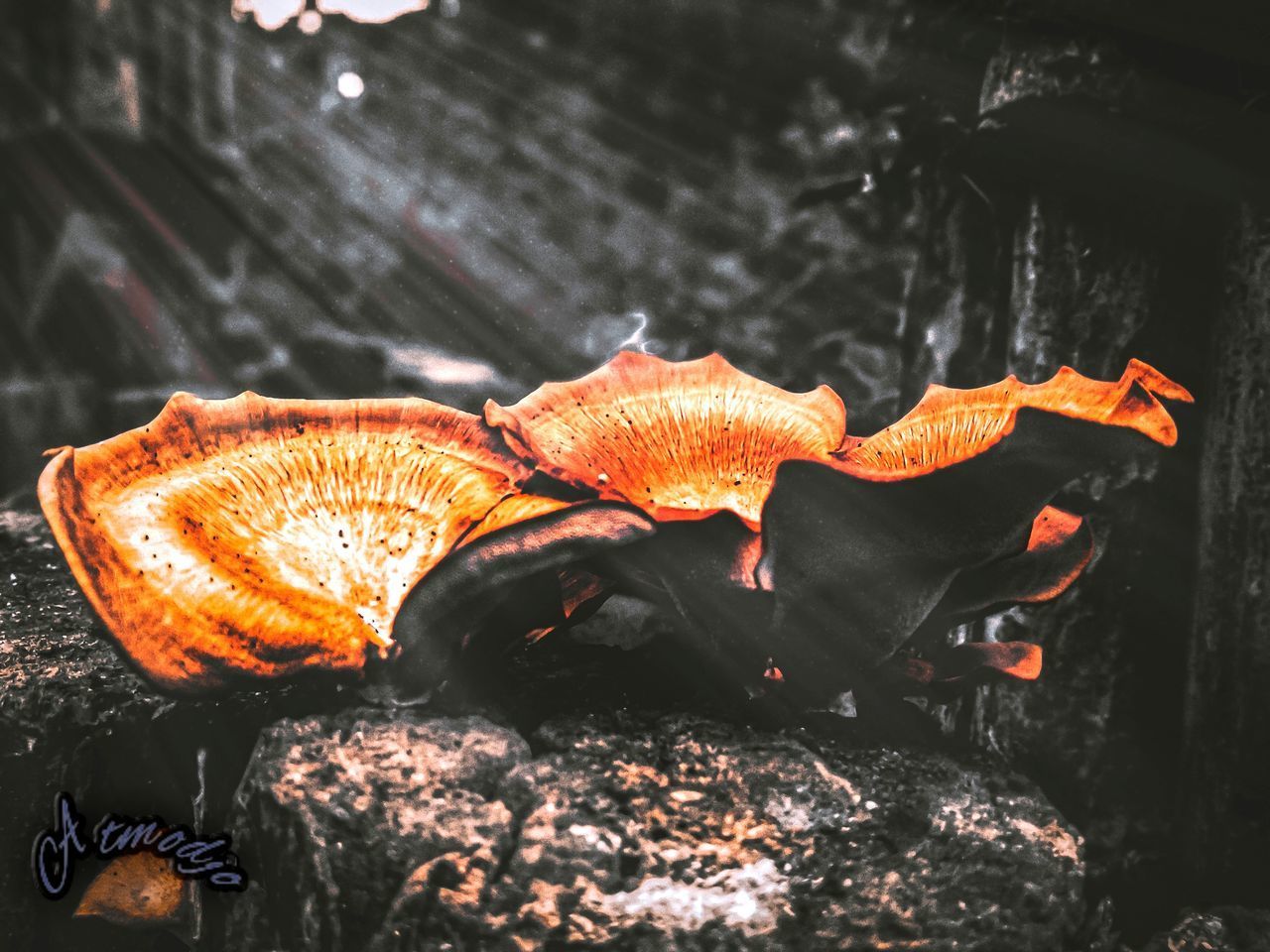 CLOSE-UP OF ORANGE MUSHROOM