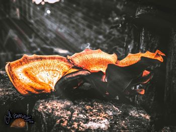 Close-up of orange mushrooms on wood