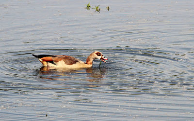 Ducks swimming in lake