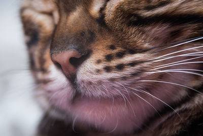 Close-up of a cat with eyes closed