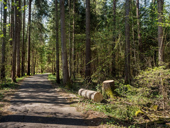 View of a forest