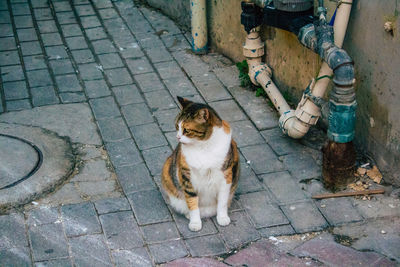 High angle view of cat on footpath