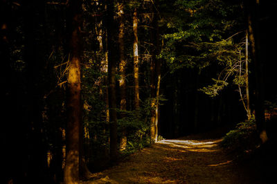 Close-up of illuminated trees