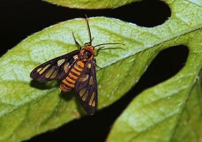 Close-up of butterfly on leaf