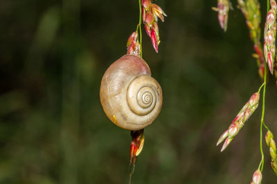 Close-up of snail on leaf