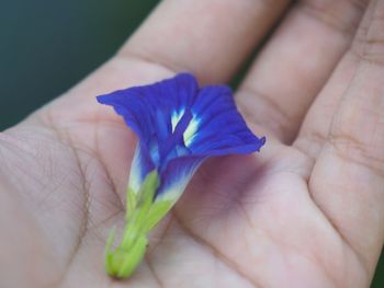 Close-up of hand holding purple flower