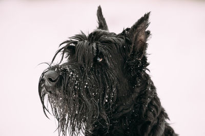 Close-up of wet dog against white background