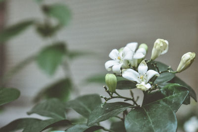 Close-up of flowering plant