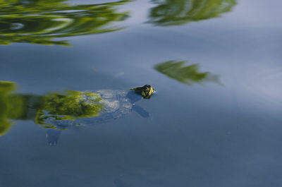 High angle view of ducks swimming in lake