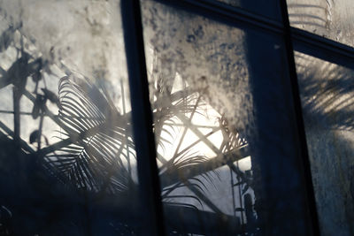 Palm tree leaves behind glass