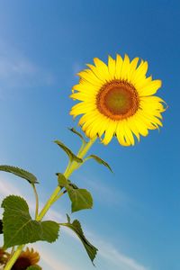 Close-up of sunflower against blue sky