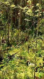 Trees in forest