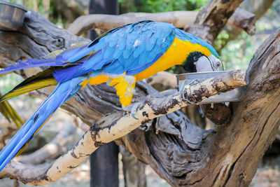 Close-up of blue bird perching on tree