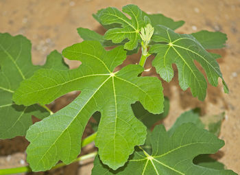 Close-up of green leaves