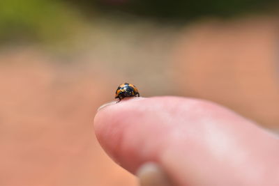 Close-up of ladybug on hand