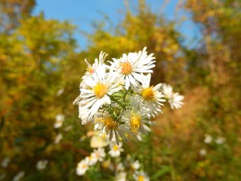 Close-up of white flowers growing outdoors