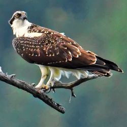 Bird perching on branch