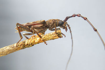 Close-up of insect perching on branch against sky