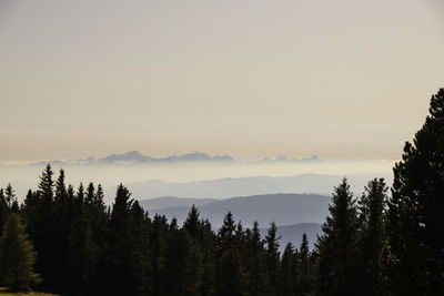 Scenic view of forest against sky during sunset