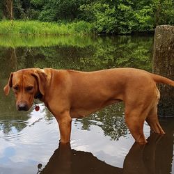 Dog on lake by trees