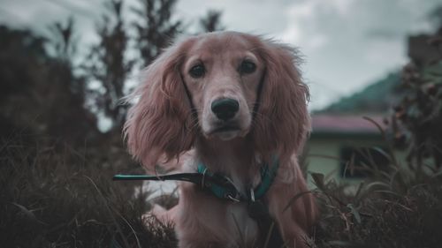 Portrait of dog on field