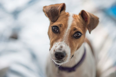 Close-up portrait of dog