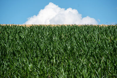 Corn field on a hillside topped with  yellow wheat and white cloud in natural light with copy space. 