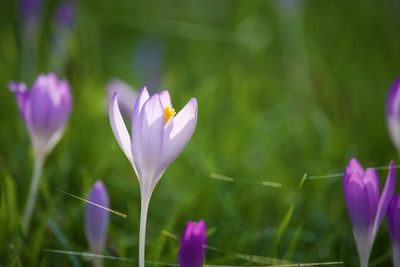 Close-up of purple crocus flower