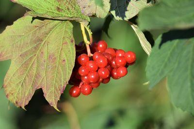 Close-up of red berries growing on tree