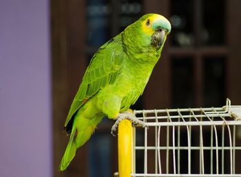 Close-up of parrot perching on cage