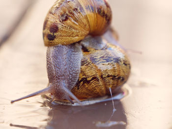 Close-up of snail