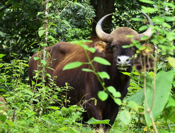 View of an animal on land