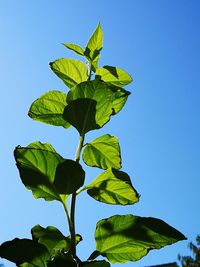 Close-up of green leaves against blue sky