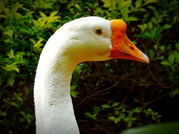 Close-up of bird against blurred background