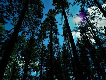 Low angle view of trees in forest against sky