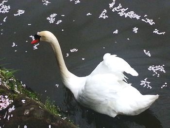 High angle view of swan swimming in lake