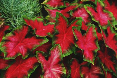 Full frame shot of red maple leaves