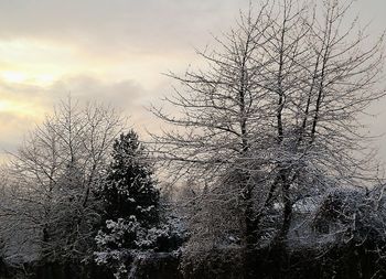 Silhouette bare trees against sky during winter