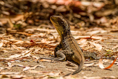 Close-up of lizard on dry land