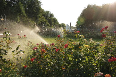 View of flowering plants by trees against sky