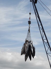 Tuna fishes against sky