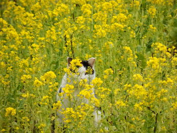 Fresh yellow flowers in field