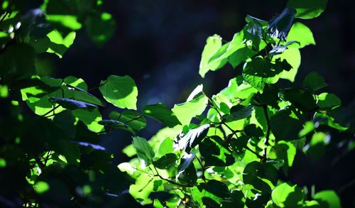 Close-up of fresh green plants in water